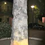 Ai piedi del monumento � evidente la macchia lasciata dall'urina di un cane