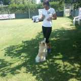 Il volpino durante una lezione di ubbidienza: nell'agility dog l'aspetto della disciplina � fondamentale 