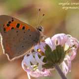 Argo bronzeo (Lycaena phlaeas)