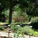 Piante medicinali in lastre di pietra di Corigliano