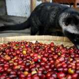 Uno zibetto mentre mangia le bacche di caff�