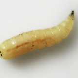 Una larva di Piophila Casei 