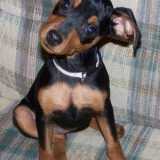 Cani che vanno di moda: Pincher