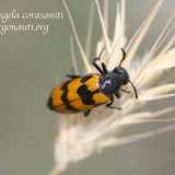 Mylabris variabilis