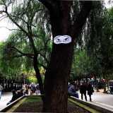 OGNI UOMO �  COME UN ALBERO E OGNI ALBERO � COME UN UOMO. Anche gli alberi, come noi, sono vivi, esistono e per questo non vanno danneggiati e dimenticati