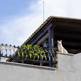 Su un edificio spicca un cane ornamentale fatto di ceramica