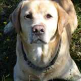 Cani che vanno di moda: Labrador Retriever