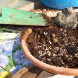Casamassima, il Guerrilla Gardening
