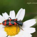 Trichodes alvearius