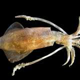 Il Calamaro (Loligo vulgaris) � � caratterizzato da un corpo di forma allungata con un capo su cui sono evidenti due occhi e una corona di 8 tentacoli corti e 2 pi� lunghi dotati di ventose solo all�estremit�. Vive in genere pi� in profondit� ma in alcuni periodi dell�anno si avvicina alla superficie per deporre le uova (foto di Hans Hillewaert)