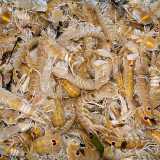 La �Cicala� (Canocchia � Squilla mantis) - � una specie rinvenibile dai 10 a 200 metri di profondit�, che pu� raggiungere i 20 centrimetri di lunghezza. La colorazione � bianco-giallastra e sulla sua coda spiccano due macchie viola scuro che sembrano occhi: hanno funzione difensiva (foto di Hans Hillewaert)
