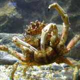 �L�Eremita� � (Granceola � Maja squinado) - � un granchio che vive prevalentemente su fondi rocciosi e ricchi di alghe, ha un carapace ovoidale con i bordi laterali muniti di numerose spine e pu� raggiungere i 20 centimetri di lunghezza. Non avendo chele robuste, si difende mimetizzandosi, innestando sul dorso spugne o alghe anche di notevoli dimensioni (foto di J�lio Reis) 