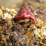 Il Paguro (Pagurus) - I paguri sono crostacei con addome molle (non ricoperto dalla corazza) e che per questo proteggono il loro corpo vivendo all�interno di conchiglie vuote che rinvengono sul fondo. Man mano che crescono abbandonano la �casa� diventata troppo piccola, per passare ad una pi� grande