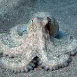 Il �Polpo di scoglio� (Octopus vulgaris) � Il re degli animali marini locali: purtroppo per lui pescato, �sbattuto� e cucinato in tutti i modi. � un cefalopode dotato di otto tentacoli con due file di ventose. Vive tra gli scogli: generalmente nascosto in tana durante il giorno, esce a caccia di notte (foto di Theasereje)