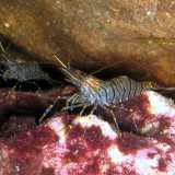 Il �Salipcio� (Gamberetto di scoglio o Gamberetto maggiore - Palaemon serratus) - � un piccolo gamberetto dal corpo quasi trasparente ricoperto da striature brunastre, con le giunture delle zampe gialle e viola. Questi esemplari rifuggono dalla luce diretta, quindi di solito si trovano in grotte oppure sotto scogli e pietre di varie dimensioni