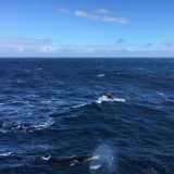 �Alcuni animali poi sono veramente stupendi - sottolinea il ricercatore -. Balzavano all'occhio le maestose balene...�