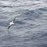 �...per non parlare degli albatros, che con un'ampissima apertura alare si avvicinavano al ponte di poppa e seguivano la scia della nava, proprio come fanno i gabbiani nel Mediterraneo. Sono uccelli sorprendenti: peccato che a volte muoiono ingerendo pezzetti di plastica�