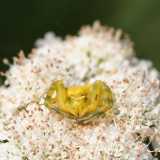 Ragno camaleonte (Thomisus onustus)