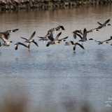 Continuiamo il nostro viaggio, rendendoci conto di essere in un vero e proprio paradiso per gli amanti del birdwatching. �Si tratta di una zona adatta sia alla sosta sia alla riproduzione di numerose specie di uccelli � sottolinea il biologo Antonio Riontino -. � facile quindi imbattersi in eleganti esemplari di volpoche...�