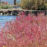 ...che si �intonano� con la salicornia, regina della flora locale. �Questa pianta � soprannominata �asparago di mare� � evidenzia il biologo � ed � commestibile: viene persino venduta in alcuni negozietti�
