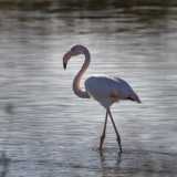 ...con il loro lunghissimo collo bianco e le sfumature rosa delle piume...
