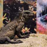 Tra questi �Viaggio di Charles Darwin alle Galapagos: la Biodiversit��, che propone un percorso interattivo dedicato alle scienze naturali. Qui sono collocate le riproduzioni a grandezza naturale di animali quali iguane...