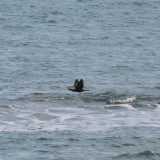 I cormorani del lungomare di Bari. Foto di Nicola Velluso