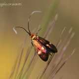 Nemophora raddaella