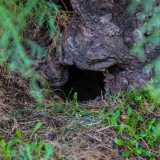 ... appena ci vede batte in ritirata verso la sua tana, scavata nel terreno ai piedi di un tronco
