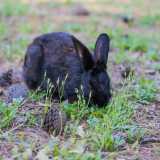 L'ultimo animale che immortaliamo � invece completamente nero: lo troviamo impegnato nel brucare l'erba