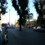 Una foto pi� da vicino dell'eucalipto scattata da via di Tullio,  viale Salandra sullo sfondo