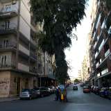 Una foto scattata da viale Salandra con l'eucalipto in primo piano