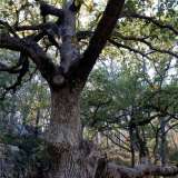 La �roverella della Foresta Mercadante�, situata nella zona altamurana del noto bosco. Con i suoi 500 anni merita un posto di tutto rispetto tra i "nonni" di Puglia.  Il suo tronco si � sviluppato orizzontalmente sul terreno e, all'altezza del primo ramo, presenta una notevole cavit� diventata casa per tanti animali che qui hanno trovato rifugio