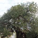 Un maestoso carrubo considerato il "patriarca" della sua specie nel territorio: ha diverse centinaia d'anni ed � ubicato in localit� La Grave a Polignano a Mare.  Circa una ventina di anni fa una delle sue diramazioni principali si � spaccata, adagiandosi a terra, ma continuando indisturbata a vegetare: questo conferisce all'albero un andamento bizzarro che lo distingue dagli altri