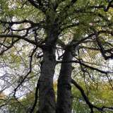 Il "faggio della Foresta Umbra", anche conosciuto come il "faggio dei Baracconi" dal nome della localit� in cui si trova, nel territorio di Monte Sant�Angelo. Si tratta di un' importante testimonianza delle antiche faggete del Gargano, un tesoro boschivo entrato recentemente nel patrimonio dell'Unesco, proprio per via della sua antichit�