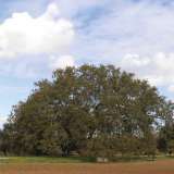 La "quercia di Macr� di Supersano, nel leccese, la cui chioma svetta quasi solitaria tra campi coltivati. Si tratta di uno degli ultimi esemplari di querce presenti nel bosco Belvedere: un'immensa distesa di alberi che si stendeva dal mare fino all'entroterra salentino, abbracciando il territorio di ben 16 comuni