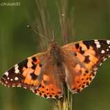 Vanessa cardui