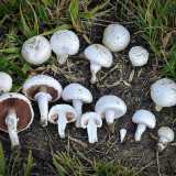 ...il Prataiolo (Agaricus campestris)...foto di Alan Rockefeller