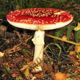 ...e l'Amanita muscaria, il cui nome deriva dalla tossina amanitina che secerne(foto di TimBekaert)