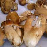 ...il Porcino (Boletus edulis)...foto di Carmine Santomauro 