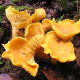 ...il Gallinaccio (Cantaherellus cibarius)...foto di Strobilomyces