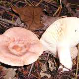 Non mangiabile � anche il genere Lactarius, chiamato fungo �squant�, perch� rilascia il latice, una sostanza biancastra urticante che ricorda proprio la famosa ricotta pugliese (foto di Strobilomyces)
