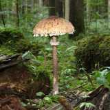 ... e la Macrolepiota Procera detta �Mazza di tamburo� per via della sua forma (foto di H.Krisp)
