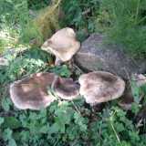 ...la Ferula (Pleurotus eryngii variet� ferula)...foto di Carmine Santomauro
