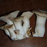I principali funghi edibili del barese sono sei: il Cardoncello (Pleurotus eryngii)...Foto di Apple2000