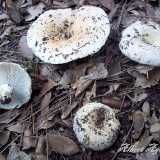 Tra i�non commestibili� (cio� non particolarmente digeribili) fanno parte la Russula Delica, chiamato �u Papar�zz�...foto di A.Aguilera