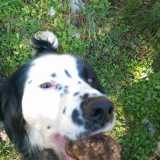 Come si �caccia� il tartufo? Con i cani: senza di loro non si potrebbe scovare un bel niente