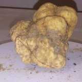 ...questa specie cresce anche in altre parti d�Italia ma in Puglia ha qualit� organolettiche differenti