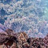 Se le alghe sono semplici organismi unicellulari e pluricellulari...(Alga Corallina elongata - Foto di R�disicyon) 