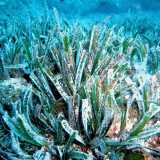 Il tratto di mare compreso tra Barletta e San Vito viene denominato con l�acronimo di Sic (Sito di interesse comunitario), proprio perch� contraddistinto da praterie di posidonia oceanica...(foto di Yoruno)